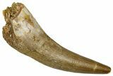 Fossil Plesiosaur (Zarafasaura) Tooth - Morocco #369977-1